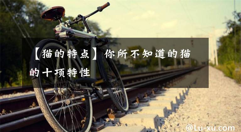 【猫的特点】你所不知道的猫的十项特性