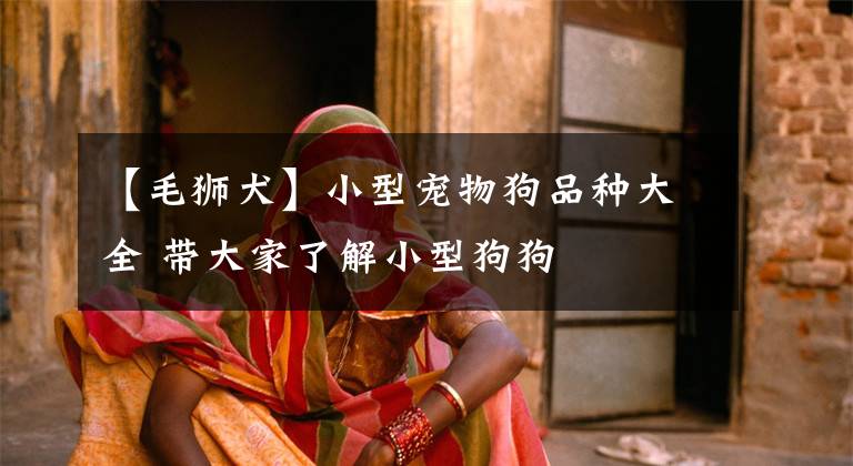【毛狮犬】小型宠物狗品种大全 带大家了解小型狗狗