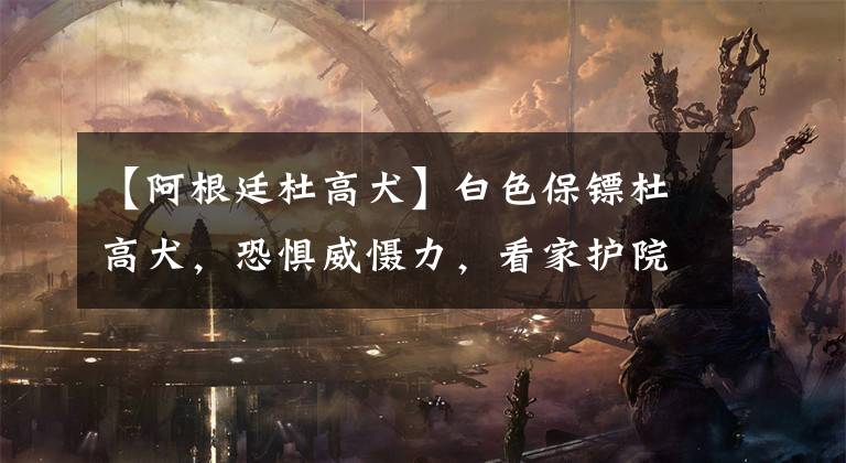 【阿根廷杜高犬】白色保镖杜高犬，恐惧威慑力，看家护院生人勿近
