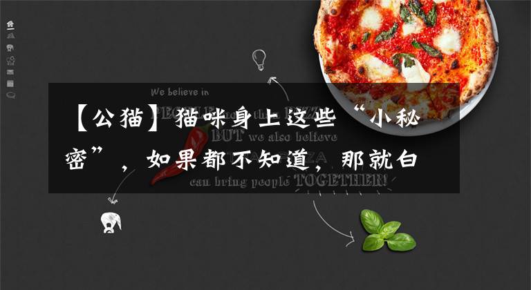 【公猫】猫咪身上这些“小秘密”，如果都不知道，那就白养猫了