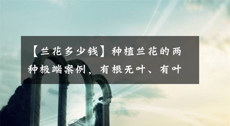 【兰花多少钱】种植兰花的两种极端案例，有根无叶、有叶无根，究竟该如何养活