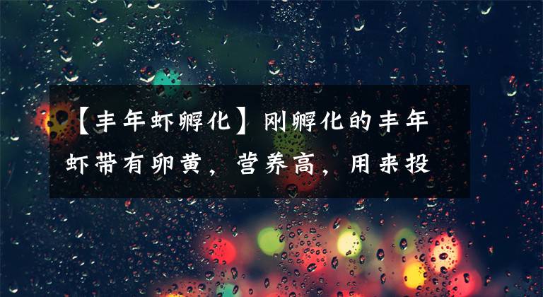【丰年虾孵化】刚孵化的丰年虾带有卵黄，营养高，用来投喂小鱼苗鱼苗长得快