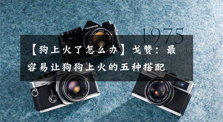 【狗上火了怎么办】戈赞：最容易让狗狗上火的五种搭配