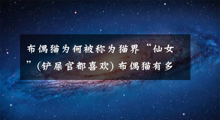布偶猫为何被称为猫界“仙女”(铲屎官都喜欢) 布偶猫有多可爱