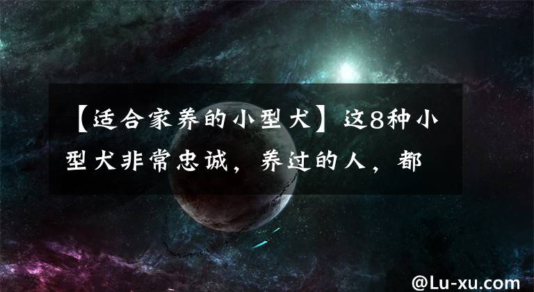 【适合家养的小型犬】这8种小型犬非常忠诚，养过的人，都不会留下遗憾