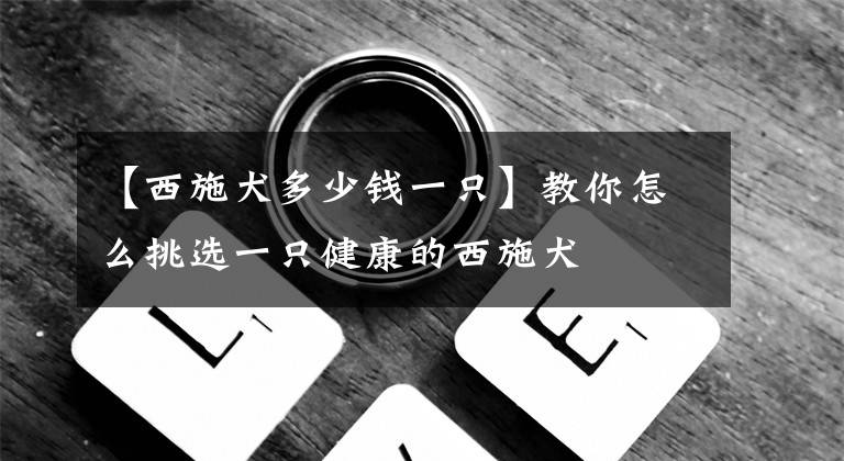 【西施犬多少钱一只】教你怎么挑选一只健康的西施犬