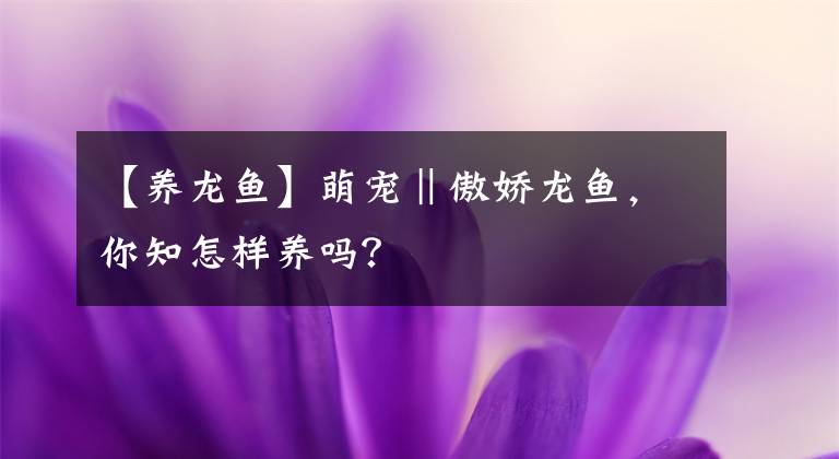 【养龙鱼】萌宠‖傲娇龙鱼，你知怎样养吗？