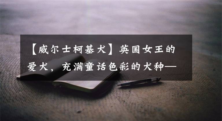 【威尔士柯基犬】英国女王的爱犬，充满童话色彩的犬种——柯基犬