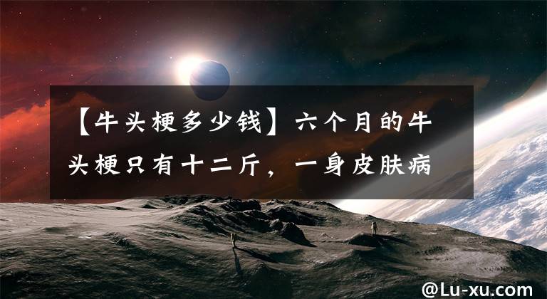 【牛头梗多少钱】六个月的牛头梗只有十二斤，一身皮肤病，从来没出过笼子