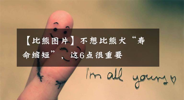 【比熊图片】不想比熊犬“寿命缩短”，这6点很重要