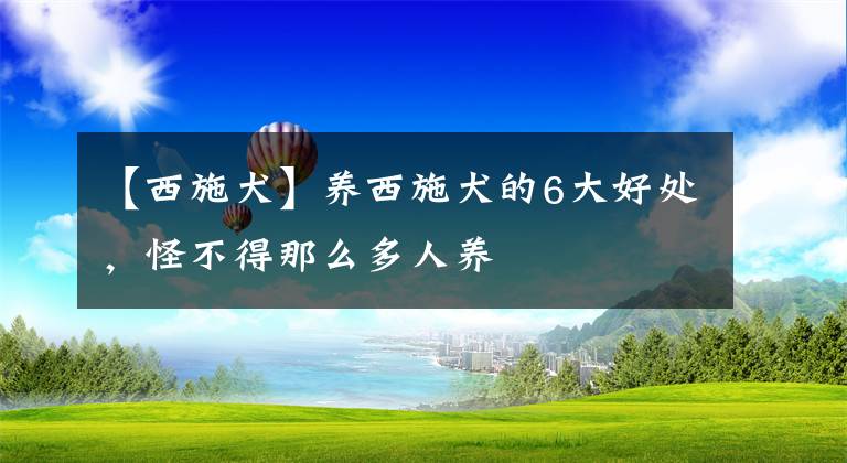 【西施犬】养西施犬的6大好处，怪不得那么多人养