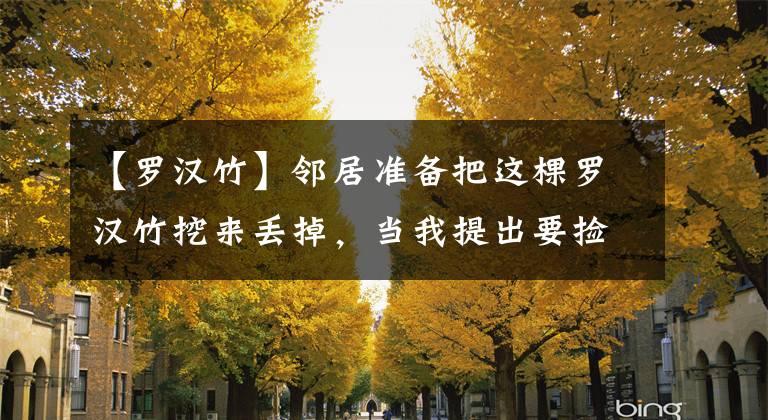 【罗汉竹】邻居准备把这棵罗汉竹挖来丢掉，当我提出要捡时，他却说要收钱