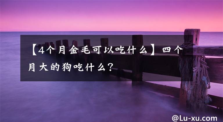 【4个月金毛可以吃什么】四个月大的狗吃什么？