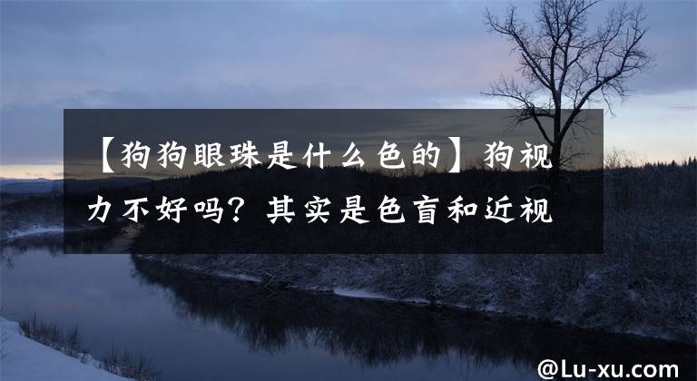 【狗狗眼珠是什么色的】狗视力不好吗？其实是色盲和近视，但对能移动的东西非常敏感