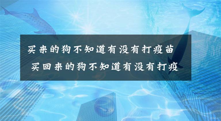 买来的狗不知道有没有打疫苗 买回来的狗不知道有没有打疫苗