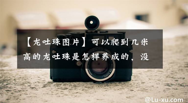 【龙吐珠图片】可以爬到几米高的龙吐珠是怎样养成的，没想到这么好养