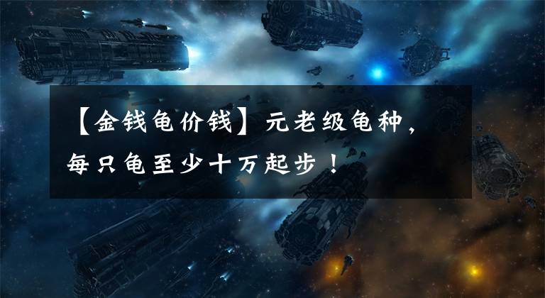 【金钱龟价钱】元老级龟种，每只龟至少十万起步！