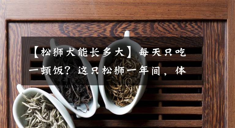 【松狮犬能长多大】每天只吃一顿饭？这只松狮一年间，体重从76斤飙到了100斤！