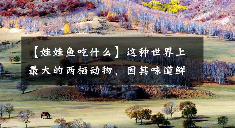 【娃娃鱼吃什么】这种世界上最大的两栖动物，因其味道鲜美，如今被人吃到濒临灭绝