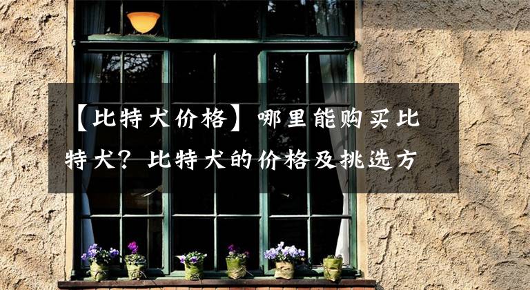 【比特犬价格】哪里能购买比特犬？比特犬的价格及挑选方法介绍！