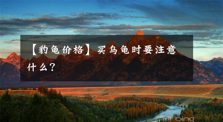 【豹龟价格】买乌龟时要注意什么？