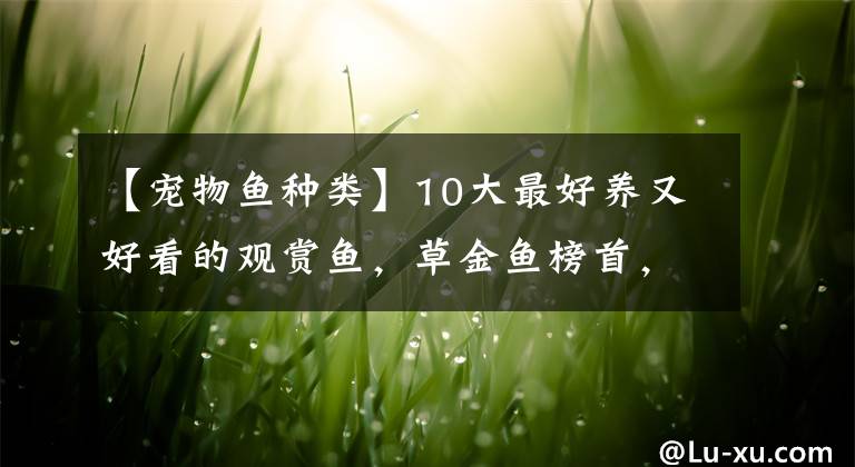【宠物鱼种类】10大最好养又好看的观赏鱼，草金鱼榜首，孔雀鱼第九