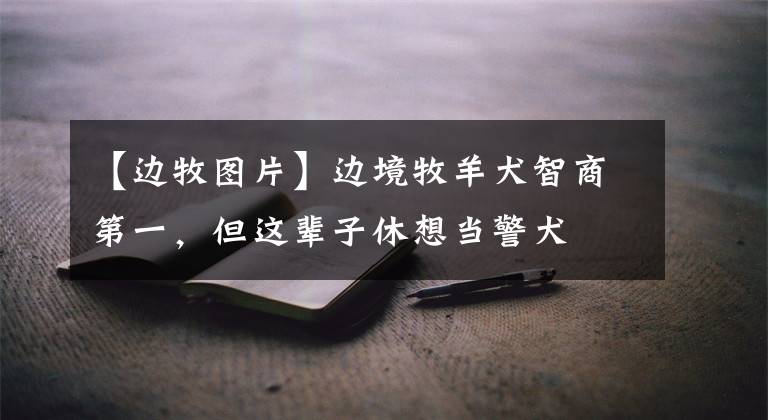 【边牧图片】边境牧羊犬智商第一，但这辈子休想当警犬