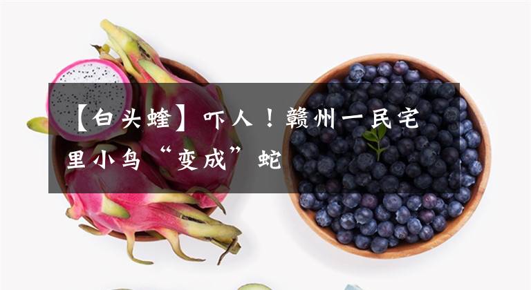 【白头蝰】吓人！赣州一民宅里小鸟“变成”蛇