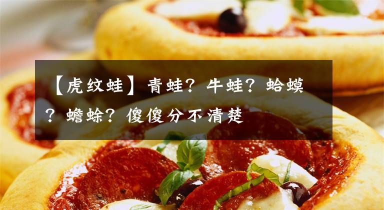 【虎纹蛙】青蛙？牛蛙？蛤蟆？蟾蜍？傻傻分不清楚