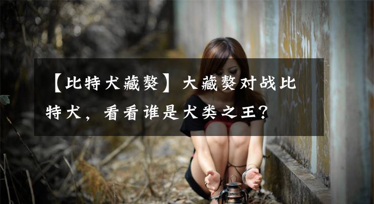 【比特犬藏獒】大藏獒对战比特犬，看看谁是犬类之王？