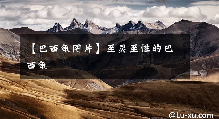 【巴西龟图片】至灵至性的巴西龟