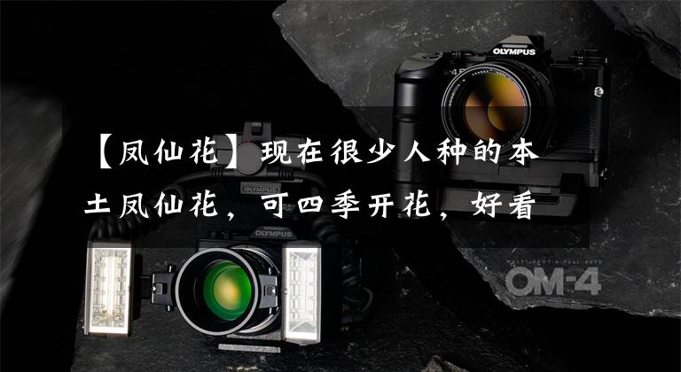 【凤仙花】现在很少人种的本土凤仙花，可四季开花，好看又好玩的草本花