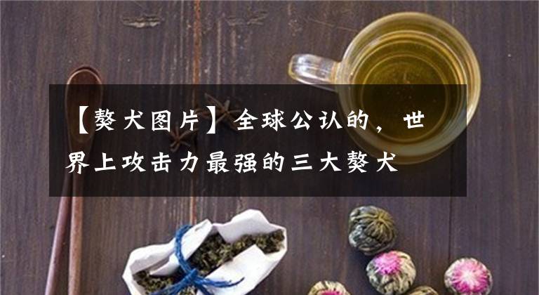 【獒犬图片】全球公认的，世界上攻击力最强的三大獒犬