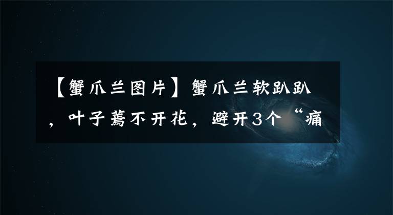 【蟹爪兰图片】蟹爪兰软趴趴，叶子蔫不开花，避开3个“痛点”，过年开成花大树