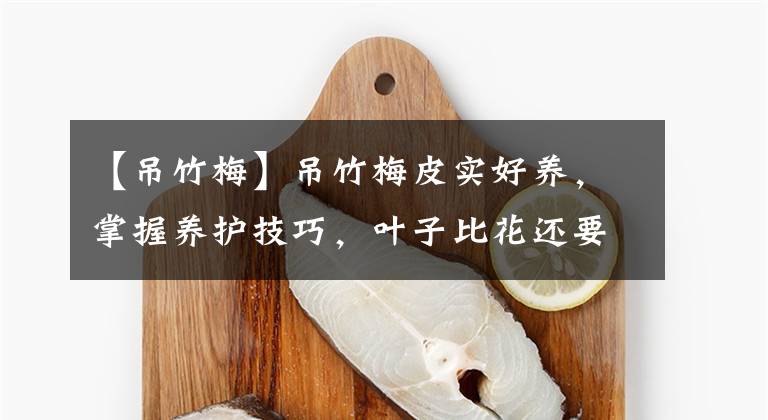 【吊竹梅】吊竹梅皮实好养，掌握养护技巧，叶子比花还要美