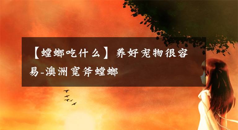 【螳螂吃什么】养好宠物很容易-澳洲宽斧螳螂