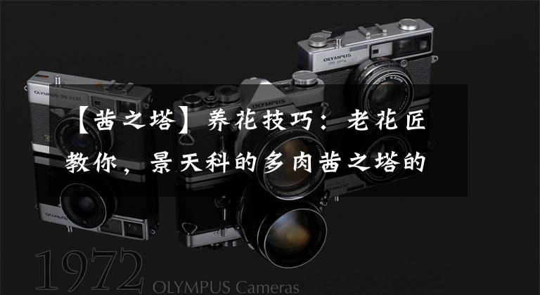 【茜之塔】养花技巧：老花匠教你，景天科的多肉茜之塔的养殖技巧！