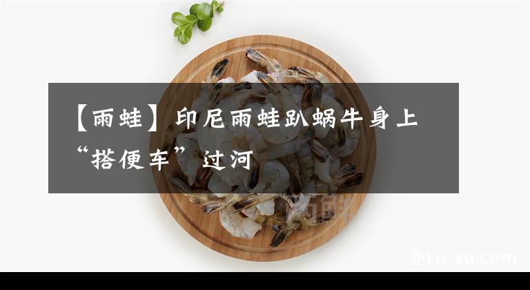 【雨蛙】印尼雨蛙趴蜗牛身上“搭便车”过河