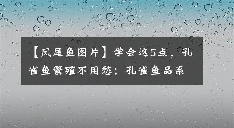 【凤尾鱼图片】学会这5点，孔雀鱼繁殖不用愁：孔雀鱼品系大全与饲养4