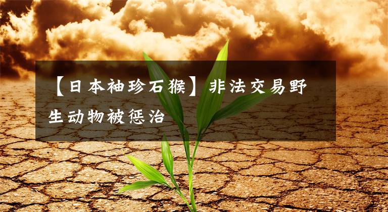 【日本袖珍石猴】非法交易野生动物被惩治