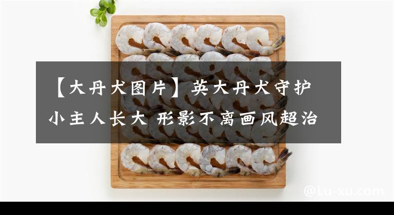 【大丹犬图片】英大丹犬守护小主人长大 形影不离画风超治愈