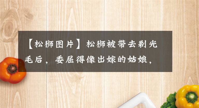 【松狮图片】松狮被带去剃光毛后，委屈得像出嫁的姑娘，还回家找爷爷哭泣