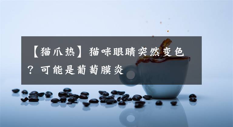 【猫爪热】猫咪眼睛突然变色？可能是葡萄膜炎