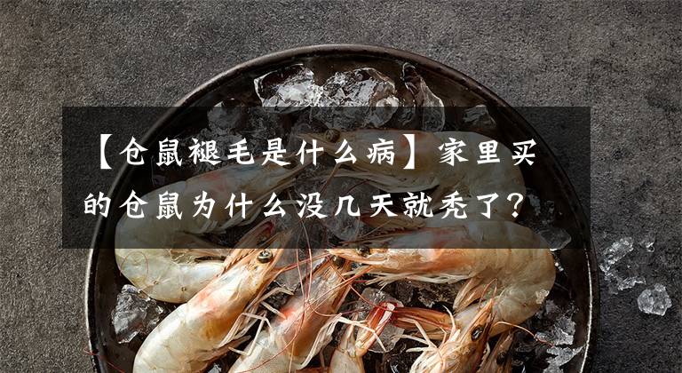 【仓鼠褪毛是什么病】家里买的仓鼠为什么没几天就秃了？
