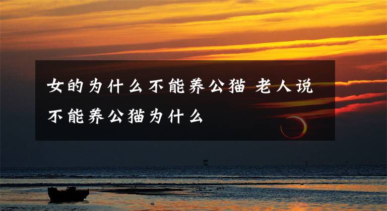 女的为什么不能养公猫 老人说不能养公猫为什么