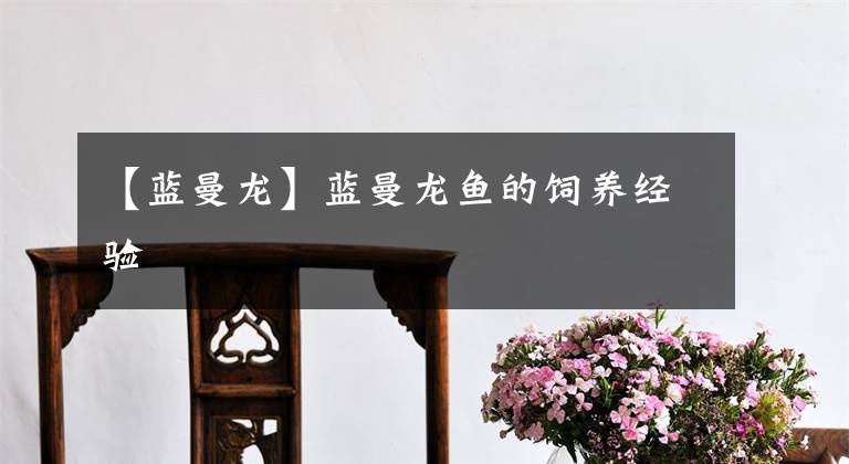 【蓝曼龙】蓝曼龙鱼的饲养经验