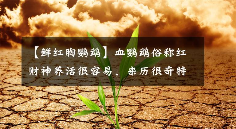 【鲜红胸鹦鹉】血鹦鹉俗称红财神养活很容易，来历很奇特但不能正常繁殖后代