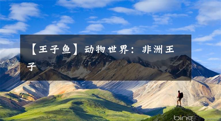 【王子鱼】动物世界：非洲王子