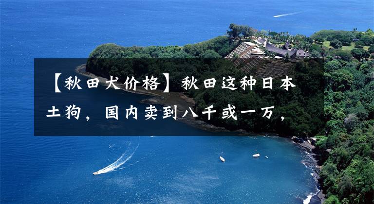 【秋田犬价格】秋田这种日本土狗，国内卖到八千或一万，真是可惜了中华田园犬！