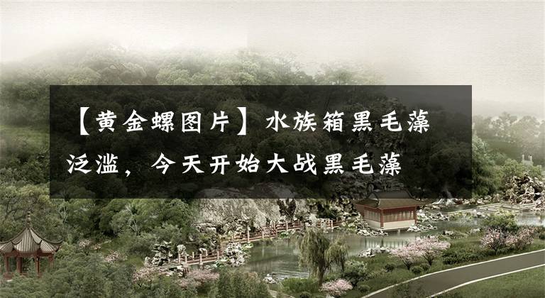 【黄金螺图片】水族箱黑毛藻泛滥，今天开始大战黑毛藻